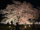 『NAKED FLOWERS 2023 桜 世界遺産・二条城』に投稿された画像（2023/3/31）