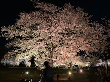 『NAKED FLOWERS 2023 桜 世界遺産・二条城』に投稿された画像（2023/3/30）
