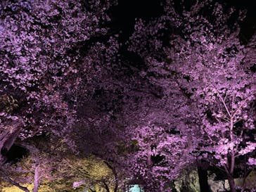 『NAKED FLOWERS 2023 桜 世界遺産・二条城』に投稿された画像（2023/3/30）