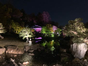 『NAKED FLOWERS 2023 桜 世界遺産・二条城』に投稿された画像（2023/3/30）