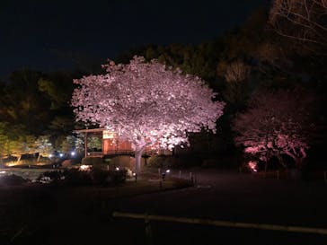 『NAKED FLOWERS 2023 桜 世界遺産・二条城』に投稿された画像（2023/3/30）