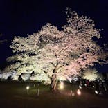 『NAKED FLOWERS 2023 桜 世界遺産・二条城』に投稿された画像（2023/3/31）