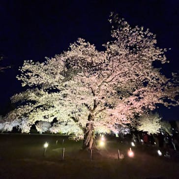 『NAKED FLOWERS 2023 桜 世界遺産・二条城』に投稿された画像（2023/3/30）