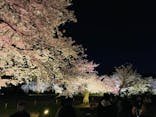 『NAKED FLOWERS 2023 桜 世界遺産・二条城』に投稿された画像（2023/3/31）