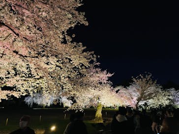 『NAKED FLOWERS 2023 桜 世界遺産・二条城』に投稿された画像（2023/3/30）