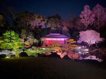 『NAKED FLOWERS 2023 桜 世界遺産・二条城』に投稿された画像（2023/3/30）