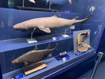 新江ノ島水族館に投稿された画像（2023/3/31）