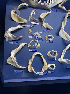 新江ノ島水族館に投稿された画像（2023/3/31）