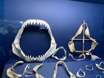 新江ノ島水族館に投稿された画像（2023/3/31）