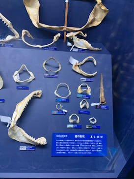 新江ノ島水族館に投稿された画像（2023/3/31）