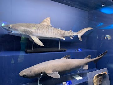 新江ノ島水族館に投稿された画像（2023/3/31）