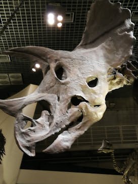 国立科学博物館に投稿された画像（2023/3/31）