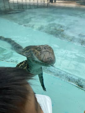 熱川バナナワニ園に投稿された画像（2023/3/31）