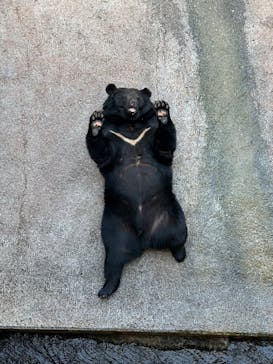奥飛騨クマ牧場に投稿された画像（2023/3/31）