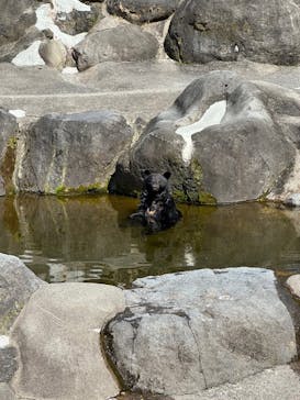 奥飛騨クマ牧場に投稿された画像（2023/3/31）