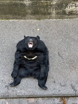 奥飛騨クマ牧場に投稿された画像（2023/3/31）