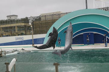 鴨川シーワールドに投稿された画像（2023/3/31）