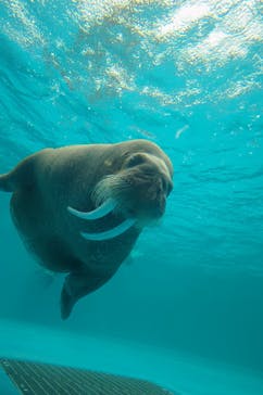 鴨川シーワールドに投稿された画像（2023/3/31）