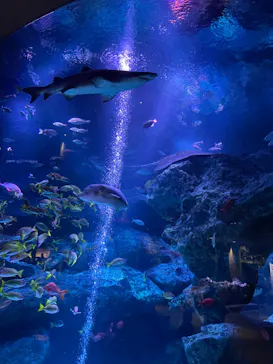 すみだ水族館に投稿された画像（2023/3/31）