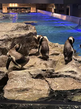 すみだ水族館に投稿された画像（2023/3/31）