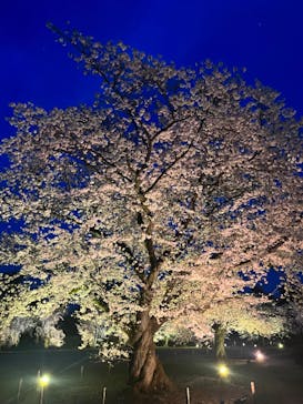 『NAKED FLOWERS 2023 桜 世界遺産・二条城』に投稿された画像（2023/3/31）