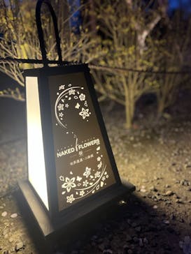 『NAKED FLOWERS 2023 桜 世界遺産・二条城』に投稿された画像（2023/3/31）