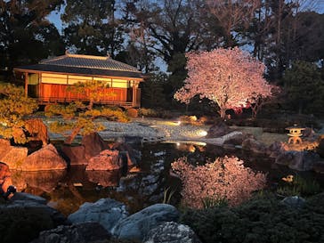 『NAKED FLOWERS 2023 桜 世界遺産・二条城』に投稿された画像（2023/3/31）