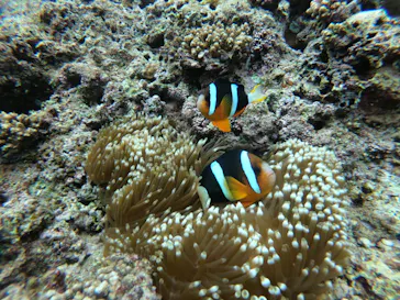 武藤潜水に投稿された画像（2023/3/31）