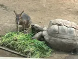 天王寺動物園に投稿された画像（2023/3/31）
