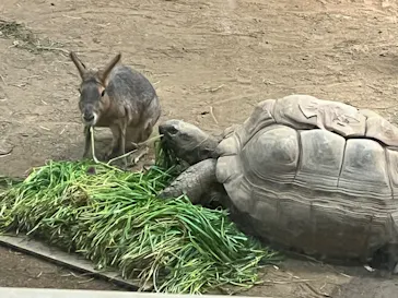 天王寺動物園に投稿された画像（2023/3/31）