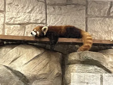 天王寺動物園に投稿された画像（2023/3/31）