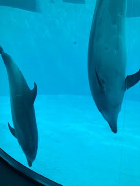 名古屋港水族館に投稿された画像（2023/3/31）