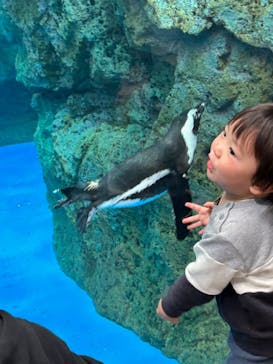 京都水族館に投稿された画像（2023/3/31）
