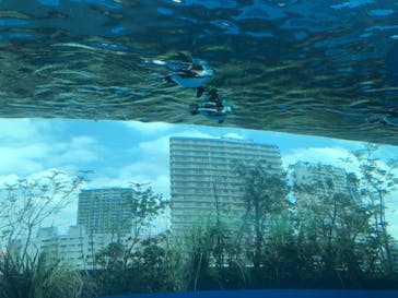 サンシャイン水族館に投稿された画像（2023/3/31）