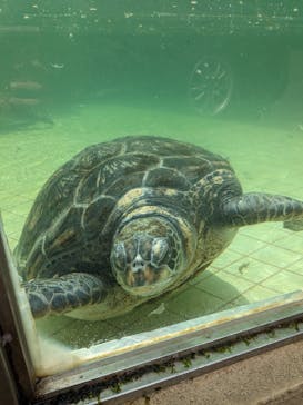 下田海中水族館に投稿された画像（2023/3/31）