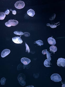 サンシャイン水族館に投稿された画像（2023/3/31）