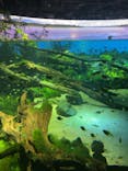 カワスイ 川崎⽔族館に投稿された画像（2023/3/31）