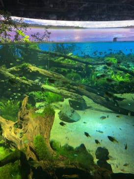 カワスイ 川崎⽔族館に投稿された画像（2023/3/31）