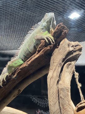 カワスイ 川崎⽔族館に投稿された画像（2023/3/31）