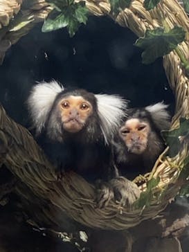 カワスイ 川崎⽔族館に投稿された画像（2023/3/31）