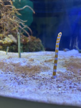 名古屋港水族館に投稿された画像（2023/3/31）