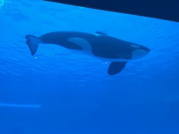名古屋港水族館に投稿された画像（2023/3/31）