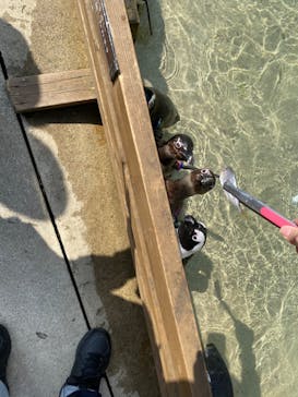 那須どうぶつ王国に投稿された画像（2023/3/31）