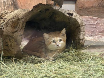 那須どうぶつ王国に投稿された画像（2023/3/31）