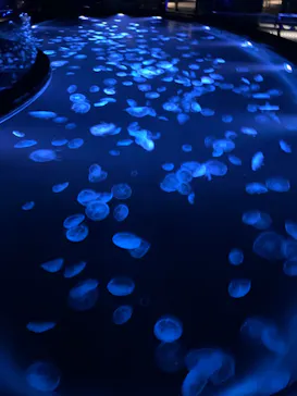 すみだ水族館に投稿された画像（2023/3/31）