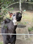 よこはま動物園ズーラシアに投稿された画像（2023/3/31）