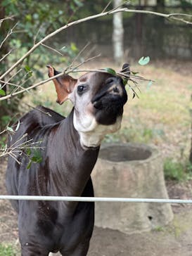 よこはま動物園ズーラシアに投稿された画像（2023/3/31）