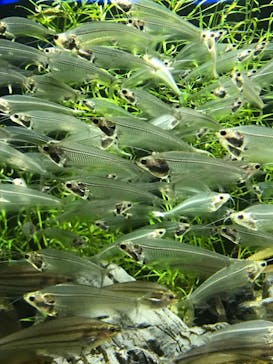 カワスイ 川崎⽔族館に投稿された画像（2023/3/31）