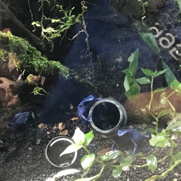 カワスイ 川崎⽔族館に投稿された画像（2023/3/31）