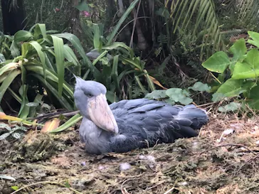 神戸どうぶつ王国に投稿された画像（2023/3/31）